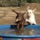 Camp Four Paws