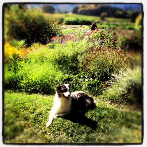 Ben at one of his favorite places: The French Laundry Garden