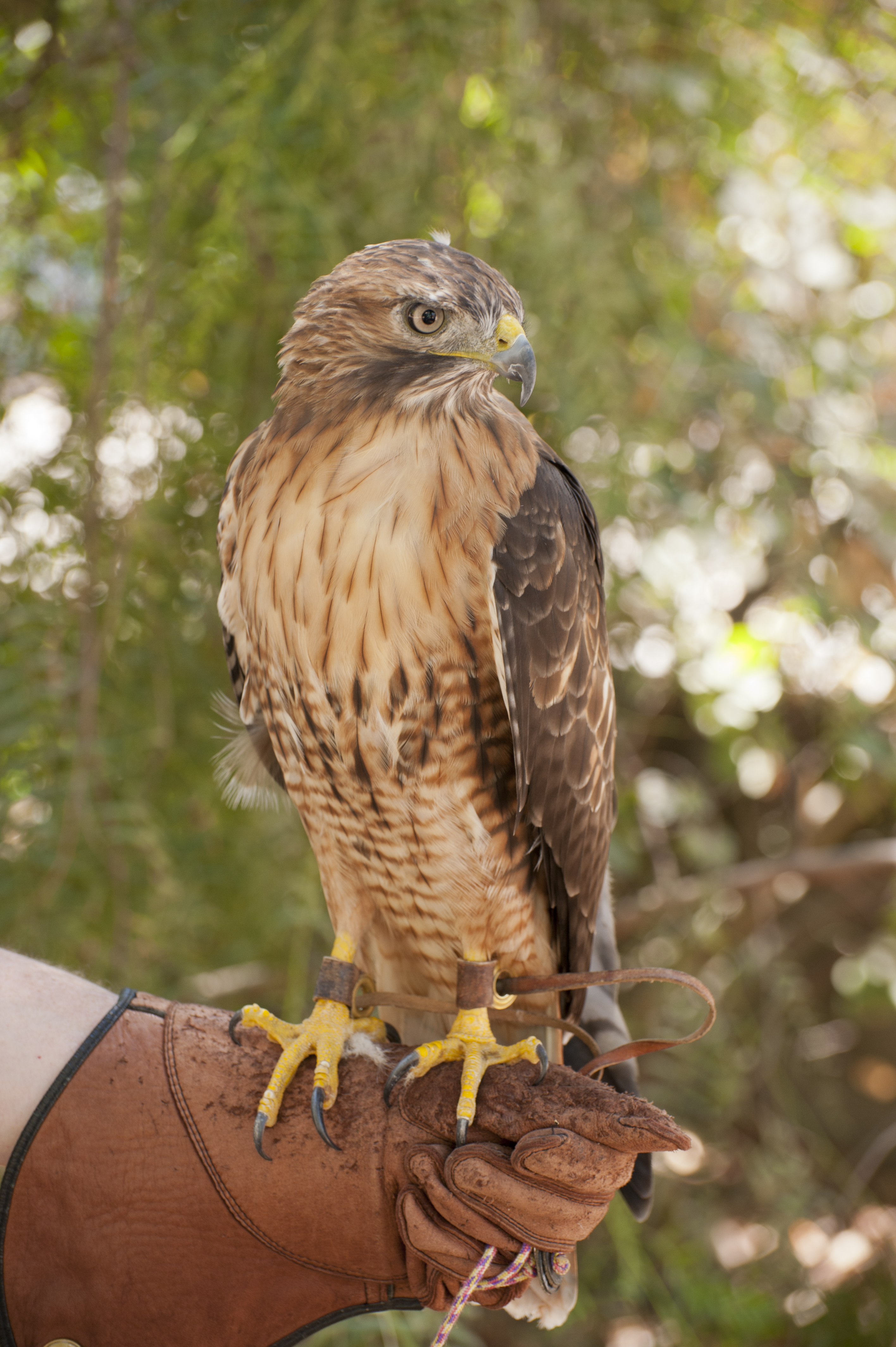 red tail hawk red tail hawk