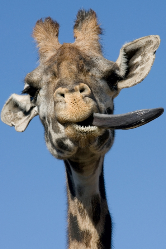 » giraffe-with-a-personality