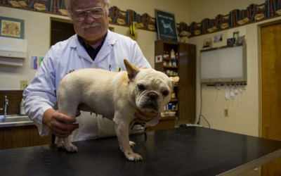 Animal/Pet – Solano