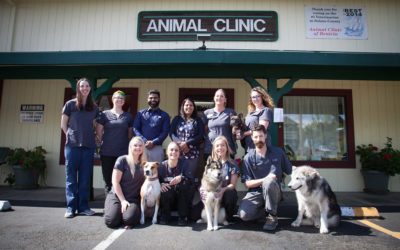 Animal/Pet — Solano